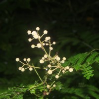 Senegalia caesia (L.) Maslin, Seigler & Ebinger